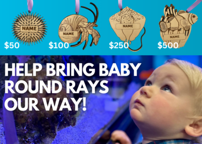 Laser-Engraved Sea Creature – Choose Your Donation